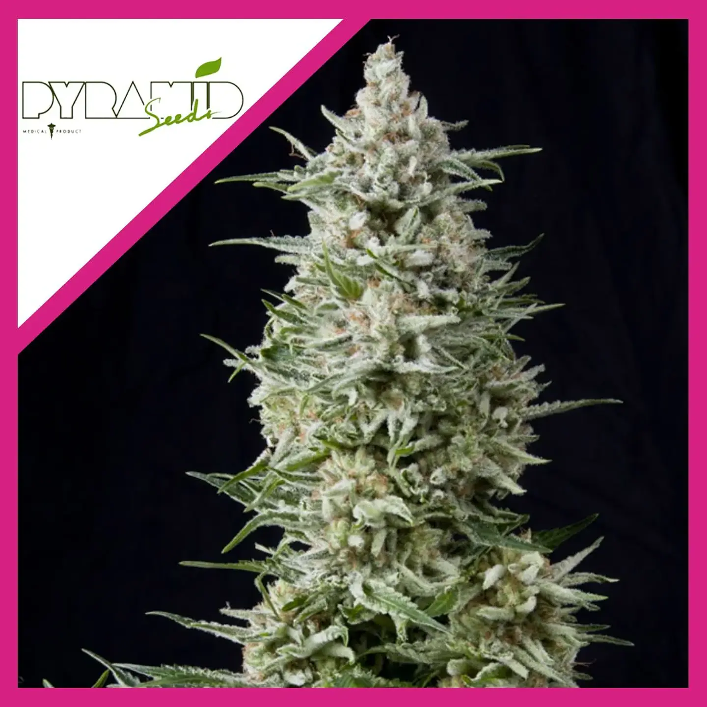 Amnesia Gold Fem -Pyramid Seeds (X5+2/X3+1/X1) 3