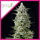 Amnesia Gold Fem -Pyramid Seeds (X5+2/X3+1/X1) - Miniatura 3
