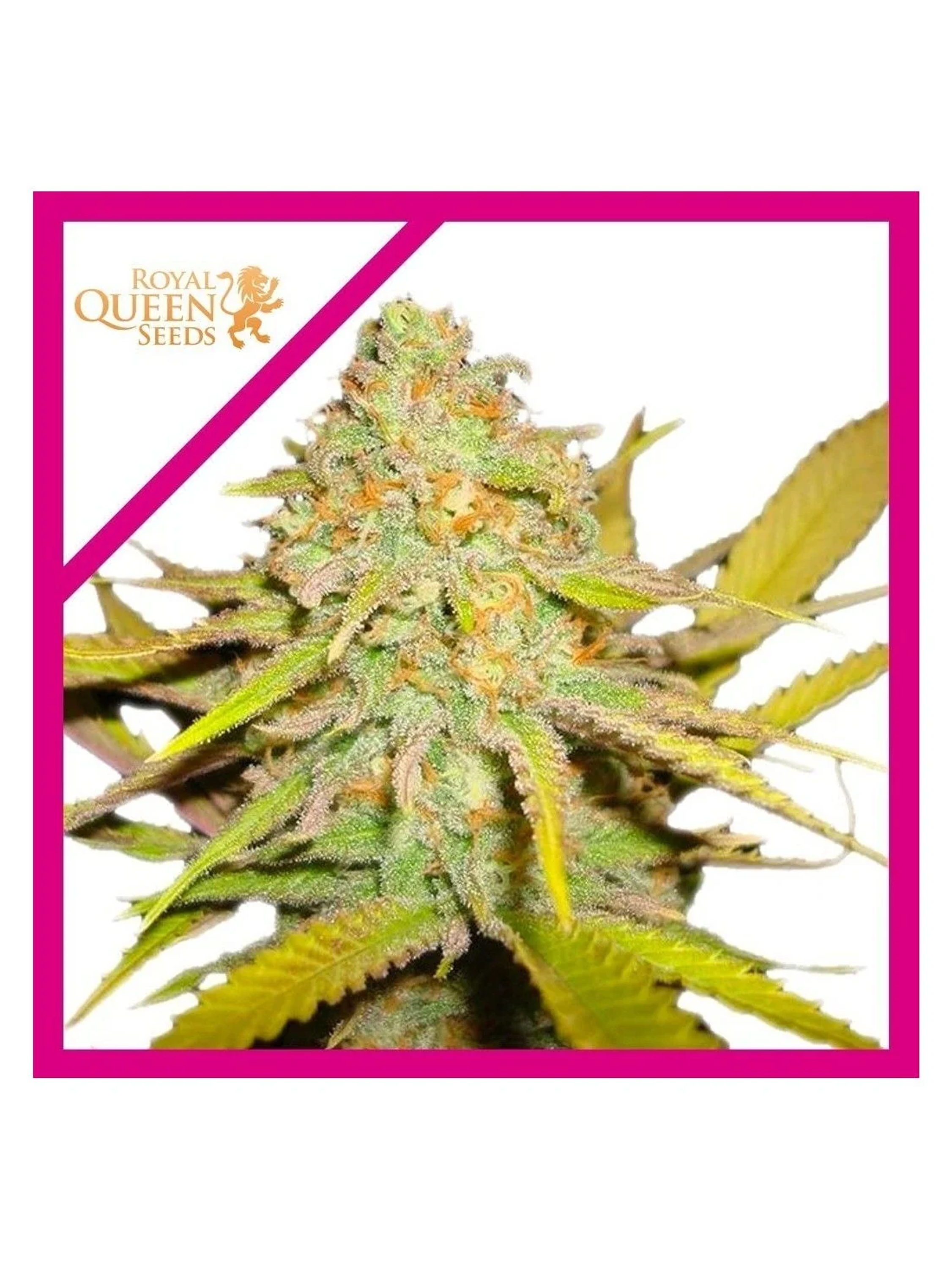 O.G. Kush Fem -Royal Queen Seeds (X100/X3/X1) 2
