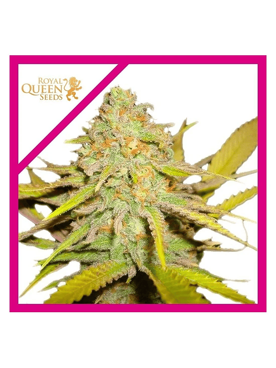 O.G. Kush Fem -Royal Queen Seeds (X100/X3/X1) 2