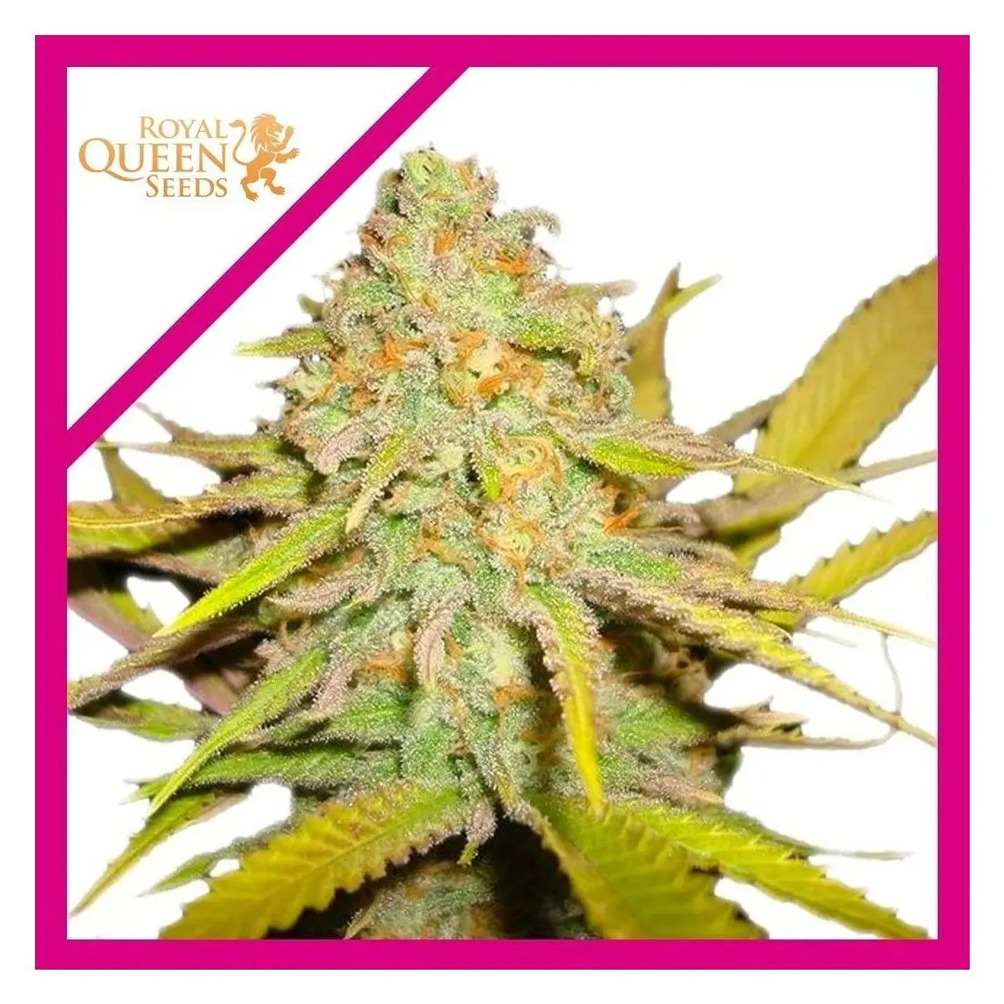 O.G. Kush Fem -Royal Queen Seeds (X100/X3/X1) 2