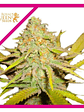 O.G. Kush Fem -Royal Queen Seeds (X100/X3/X1) - Miniatura 2