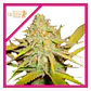 O.G. Kush Fem -Royal Queen Seeds (X100/X3/X1) - Miniatura 2