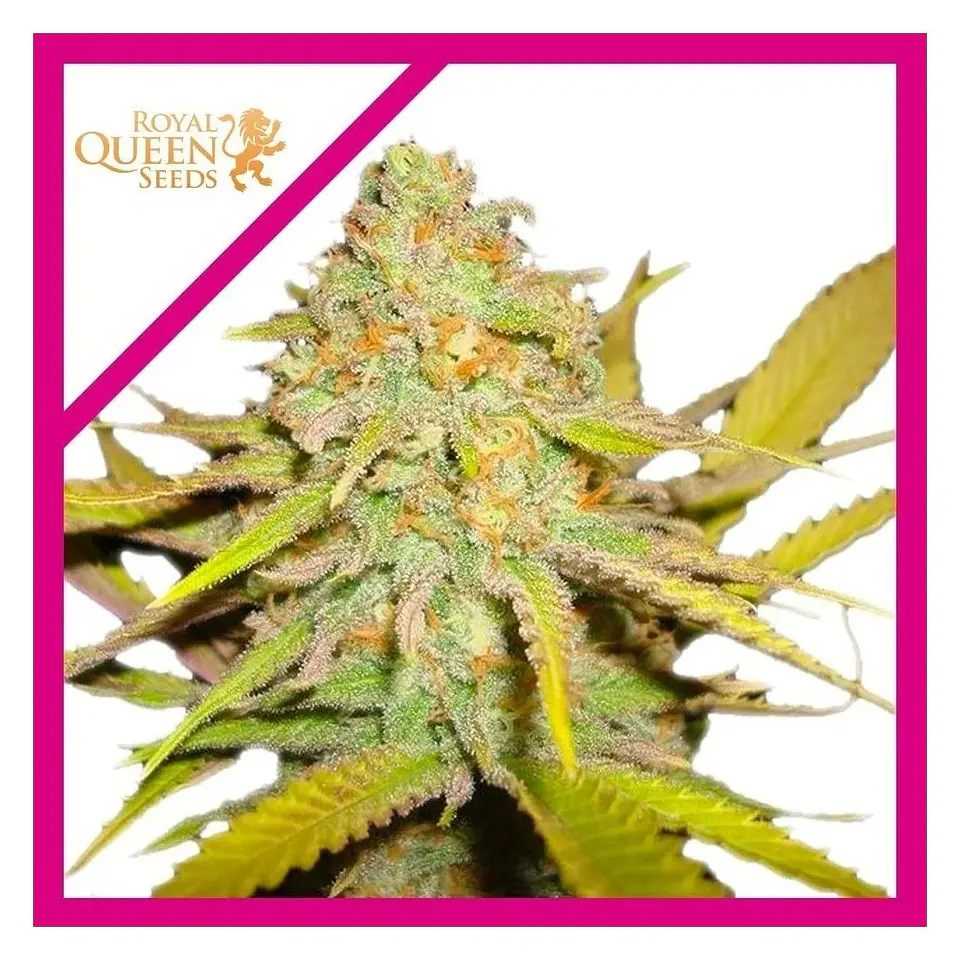 O.G. Kush Fem -Royal Queen Seeds (X100/X3/X1) 2