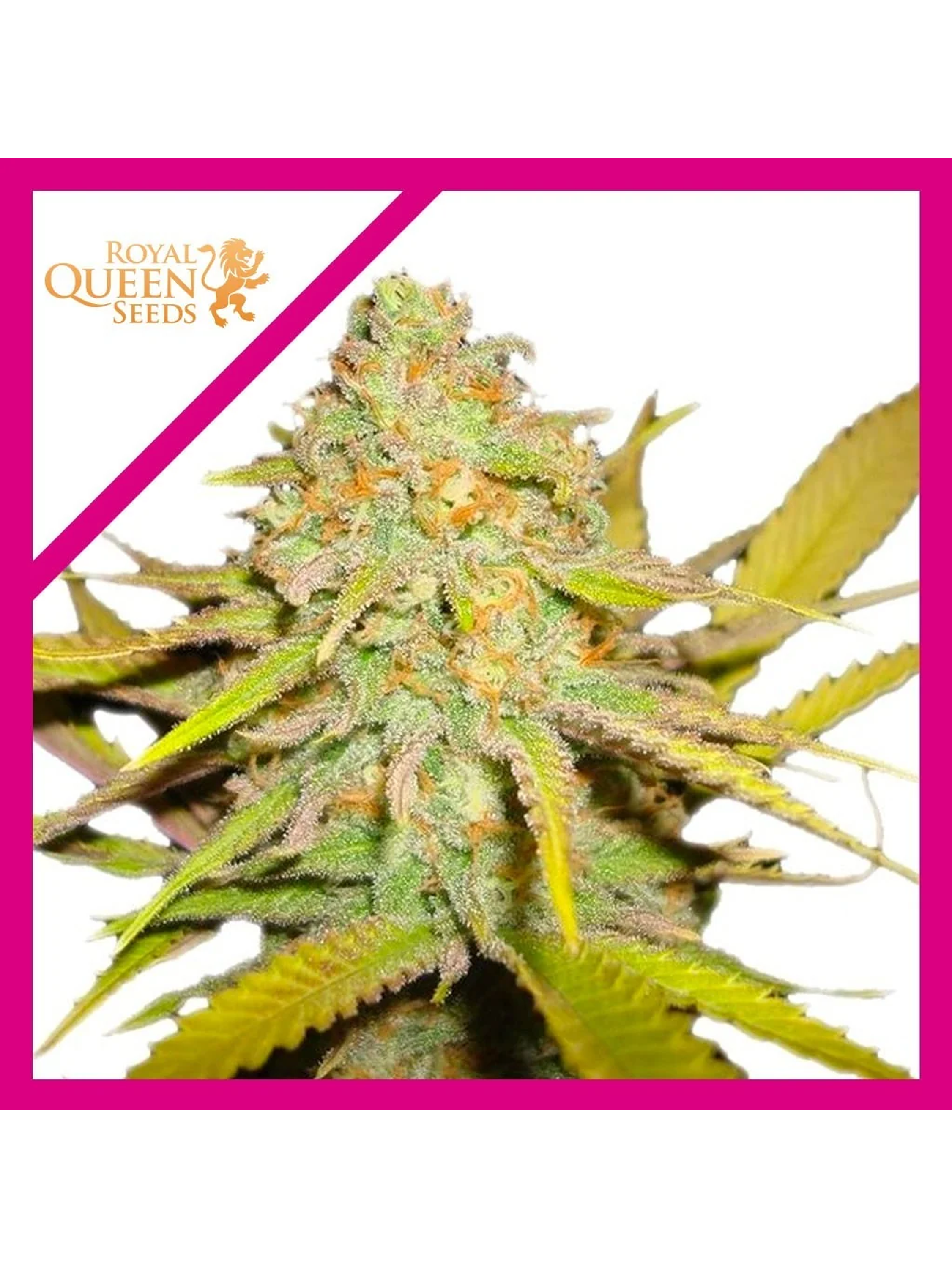 O.G. Kush Fem -Royal Queen Seeds (X100/X3/X1) 3