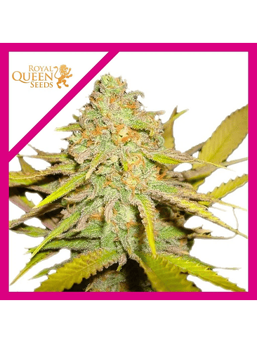 O.G. Kush Fem -Royal Queen Seeds (X100/X3/X1) 3