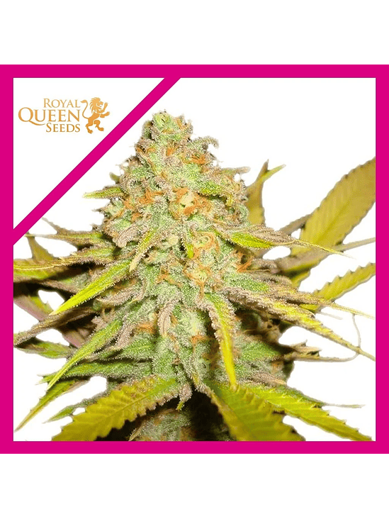 O.G. Kush Fem -Royal Queen Seeds (X100/X3/X1) 3
