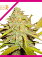 O.G. Kush Fem -Royal Queen Seeds (X100/X3/X1) - Miniatura 3