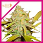 O.G. Kush Fem -Royal Queen Seeds (X100/X3/X1) - Miniatura 3