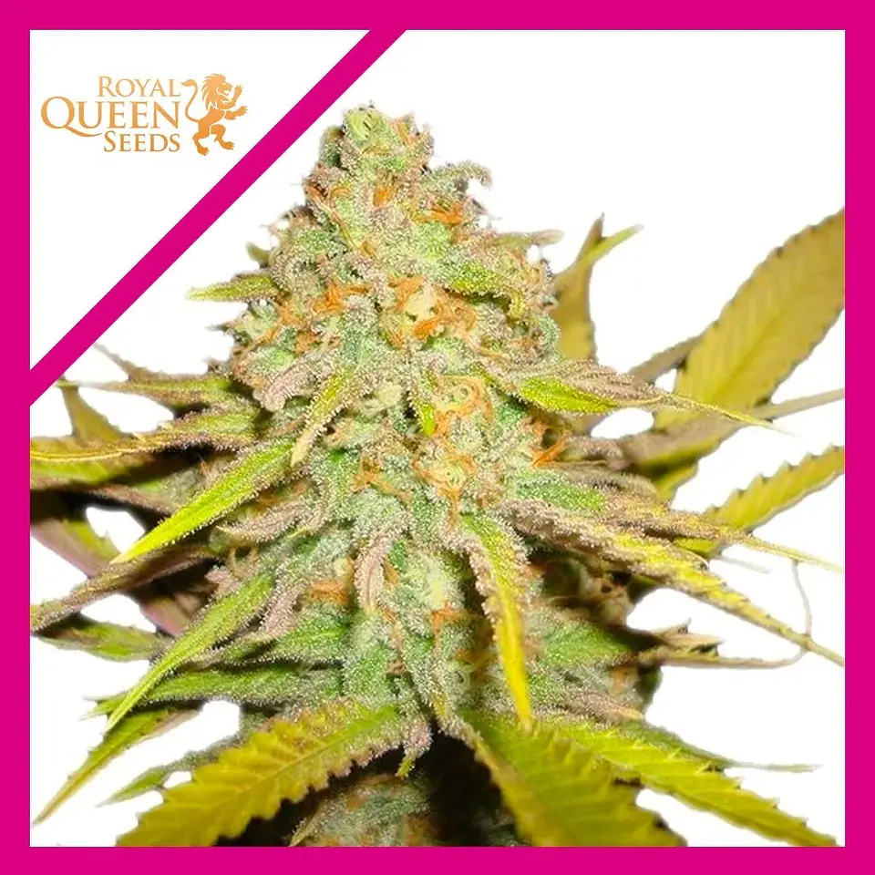 O.G. Kush Fem -Royal Queen Seeds (X100/X3/X1) 3