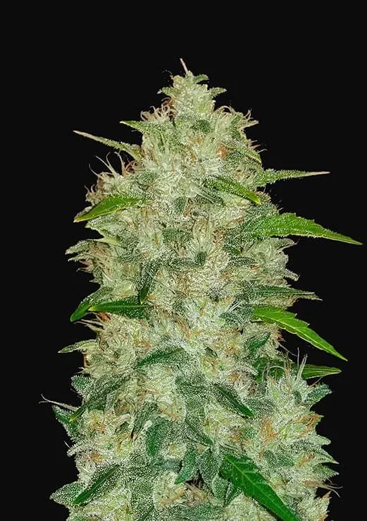 Original Chemdawg Auto -Fast Buds (X3/X1) 2