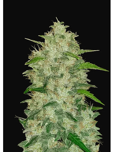 Original Chemdawg Auto X3-Fast Buds 2
