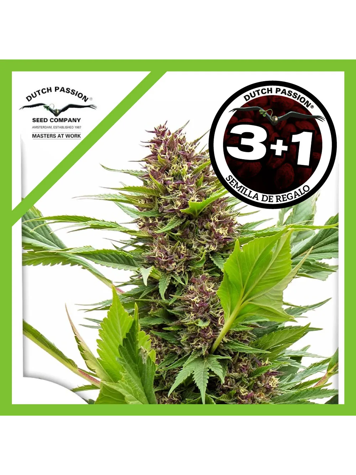 Frisian Duck Fem -Dutch Passion (X3/X3+1) 2