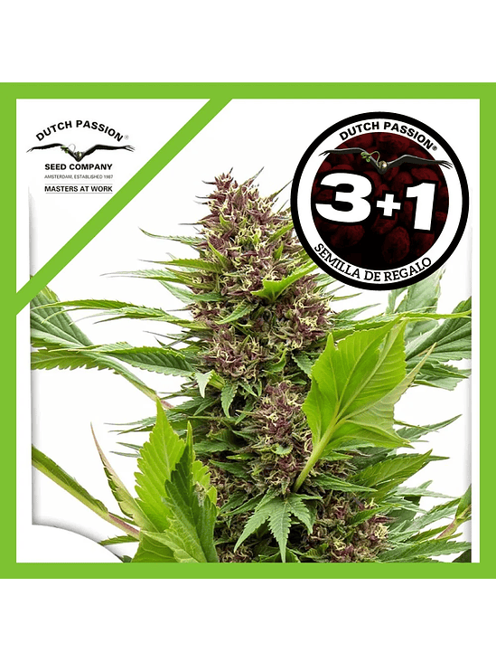 Frisian Duck  Fem X3-Dutch Passion 2