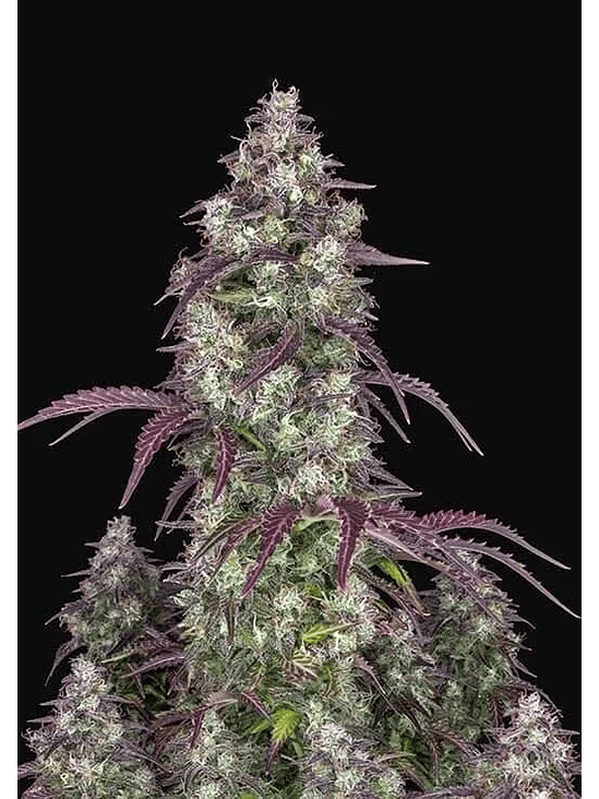 Lemon Pie Auto X3-Fast Buds 2