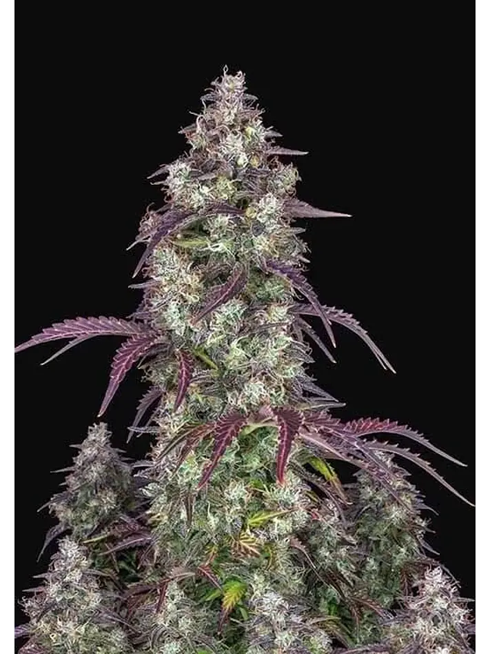 Lemon Pie Auto -Fast Buds (X3/X1) 2
