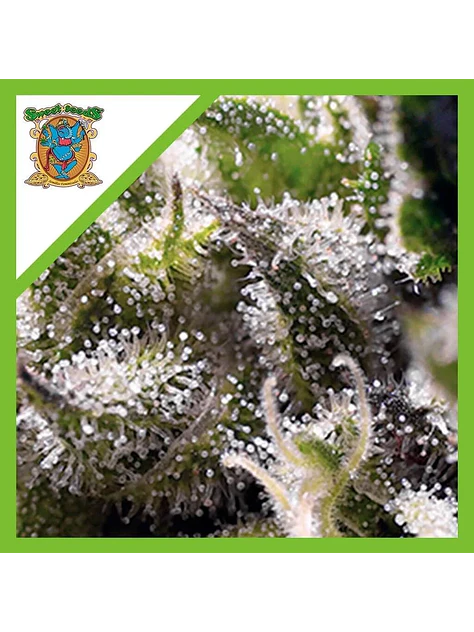 Cream Caramel Auto® -Sweet Seeds (X100/X25/X5+2/X3+1) 5