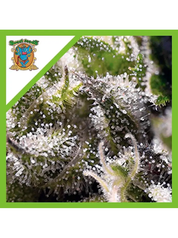 Cream Caramel Auto® -Sweet Seeds (X100/X25/X5+2/X3+1) 5