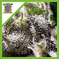 Cream Caramel Auto® -Sweet Seeds (X100/X25/X5+2/X3+1) - Miniatura 5