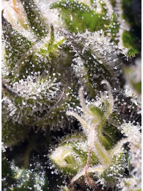 Cream Caramel Auto® -Sweet Seeds (X100/X25/X5+2/X3+1) 7