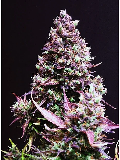 Cream Caramel Auto® -Sweet Seeds (X100/X25/X5+2/X3+1) 8