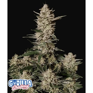 Strawberry Gorilla Auto X3-Fast Buds