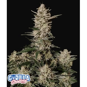 Strawberry Gorilla Auto X3-Fast Buds