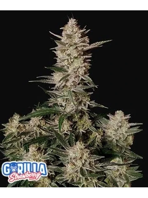 Strawberry Gorilla Auto -Fast Buds (X3/X1) 2