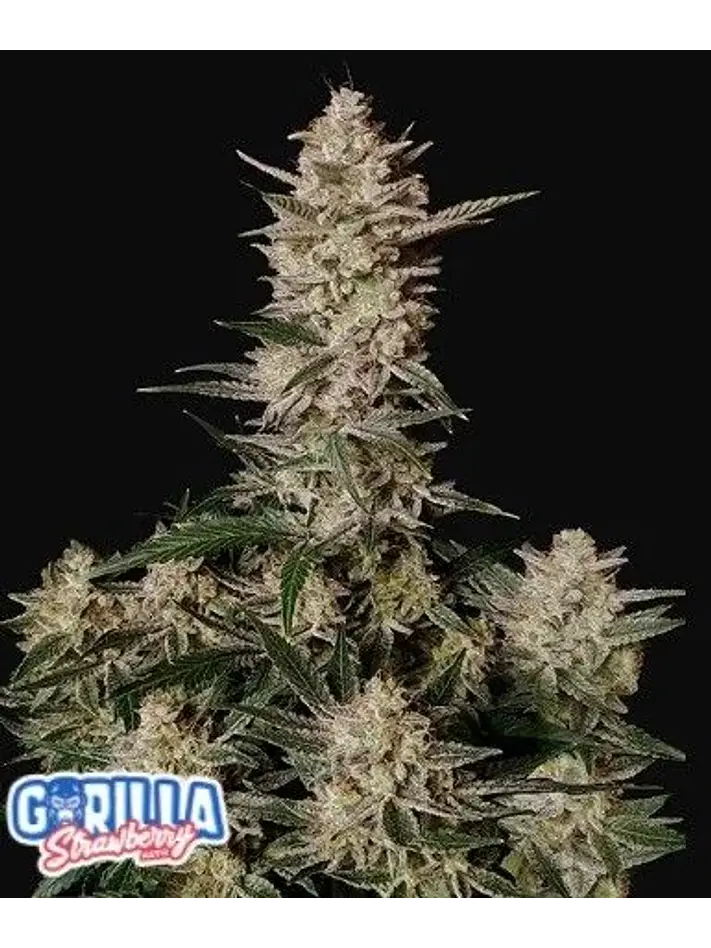 Strawberry Gorilla Auto -Fast Buds (X3/X1) 2