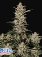 Strawberry Gorilla Auto X3-Fast Buds - Miniatura 2