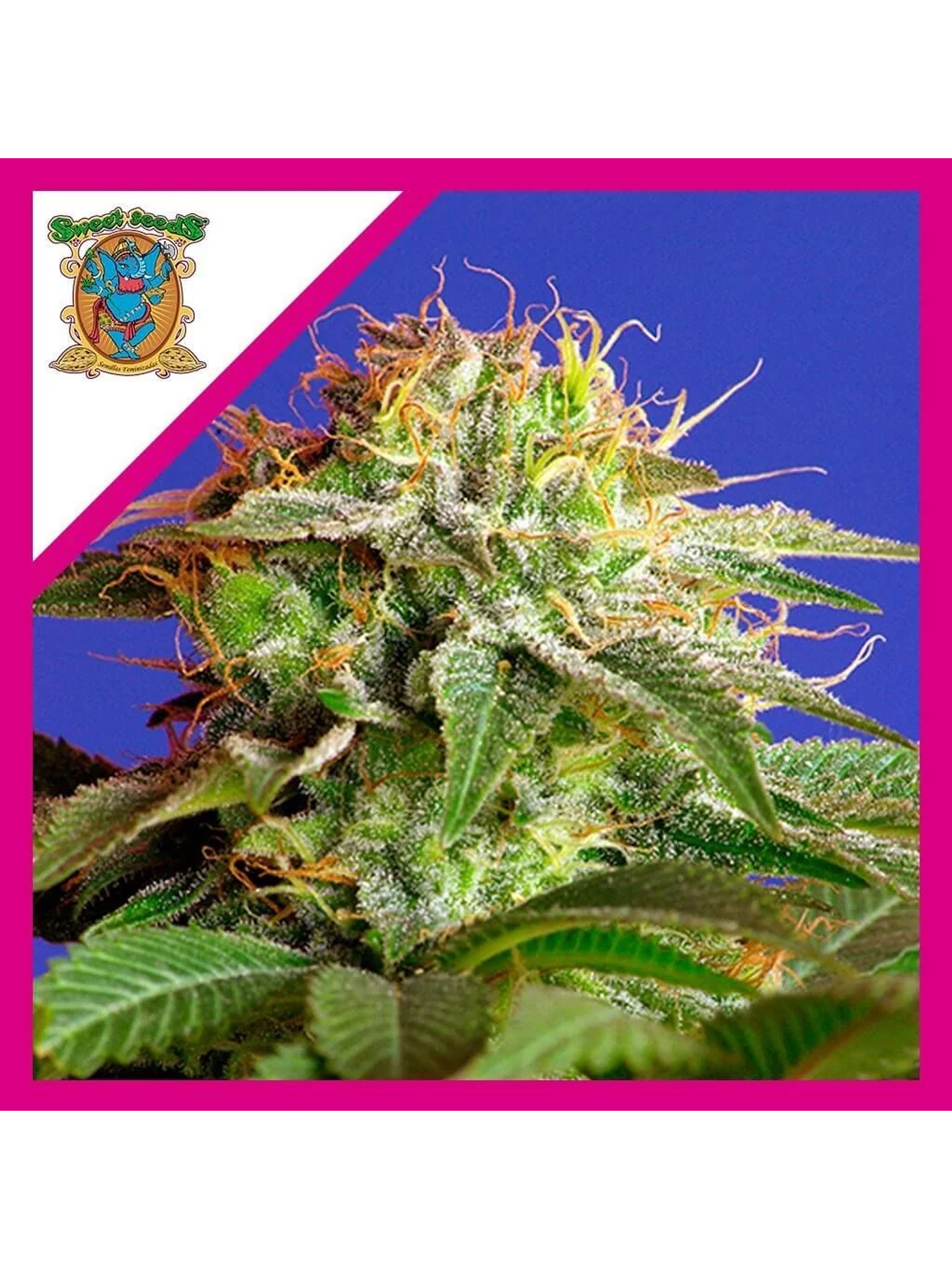 Green Poison F1 Fem® -Sweet Seeds (X25/X3+1) 2