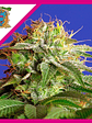 Green Poison F1  Fem® X25-Sweet Seeds - Miniatura 2