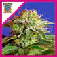 Green Poison F1 Fem® -Sweet Seeds (X25/X3+1) - Miniatura 2