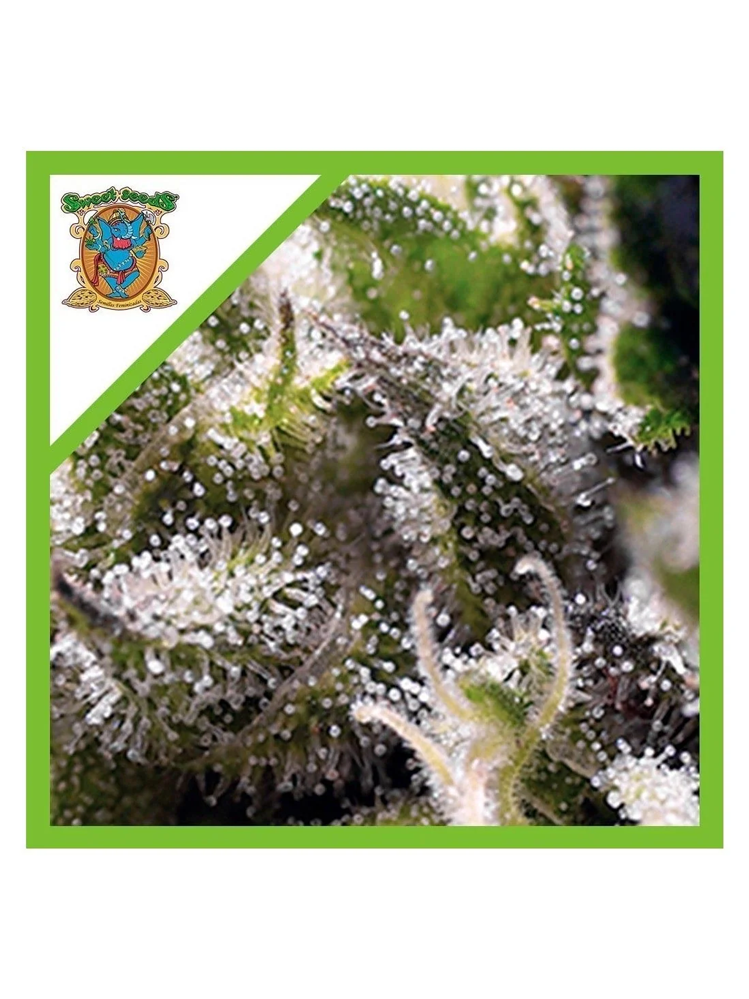 Cream Caramel Auto® -Sweet Seeds (X100/X25/X5+2/X3+1) 10