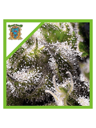 Cream Caramel Auto® -Sweet Seeds (X100/X25/X5+2/X3+1) 10