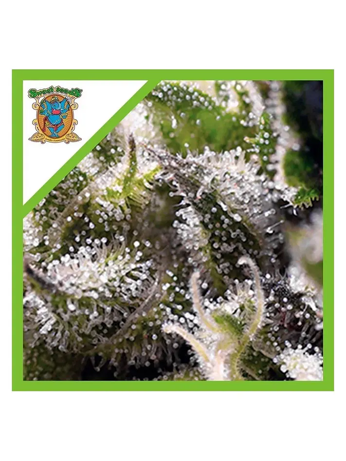 Cream Caramel Auto® -Sweet Seeds (X100/X25/X5+2/X3+1) 10