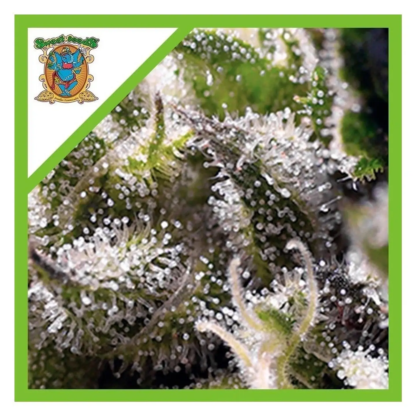 Cream Caramel Auto® -Sweet Seeds (X100/X25/X5+2/X3+1) 10