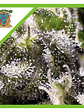 Cream Caramel Auto® -Sweet Seeds (X100/X25/X5+2/X3+1) - Miniatura 10