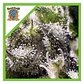 Cream Caramel Auto® -Sweet Seeds (X100/X25/X5+2/X3+1) - Miniatura 10