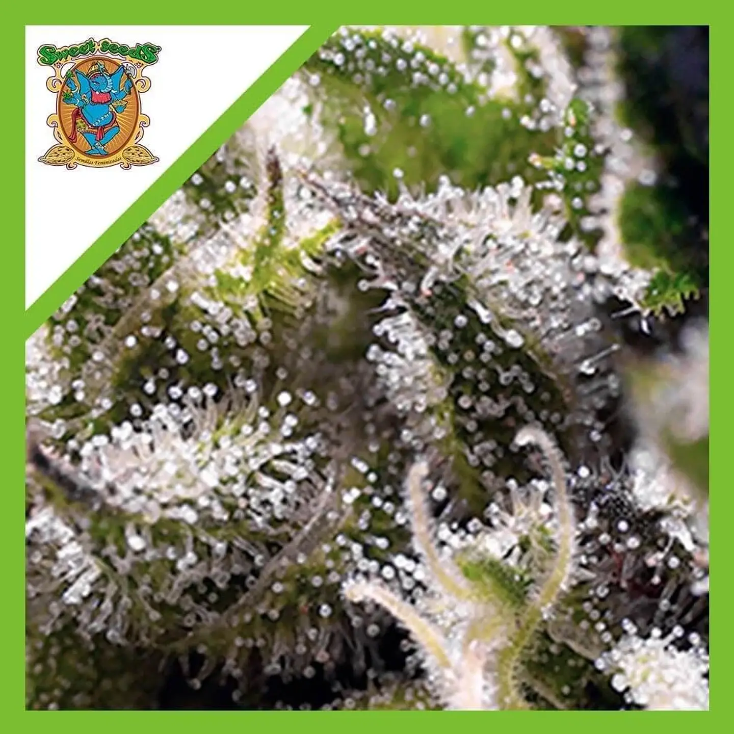 Cream Caramel Auto® -Sweet Seeds (X100/X25/X5+2/X3+1) 12