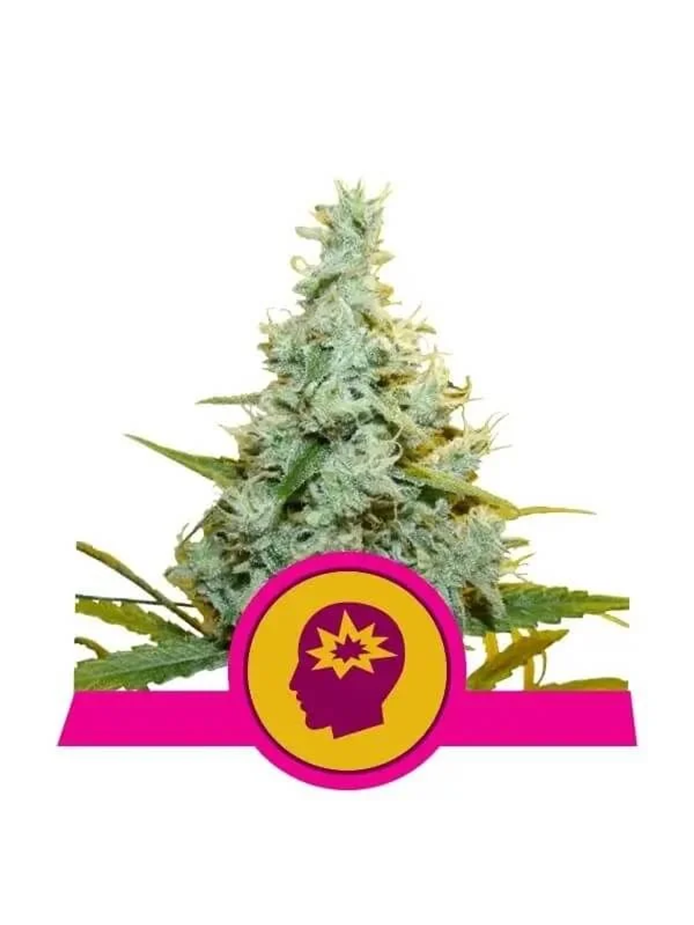 Amg Fem -Royal Queen Seeds (X10/X3/X1) 2
