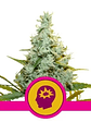 Amg Fem X10-Royal Queen Seeds - Miniatura 2