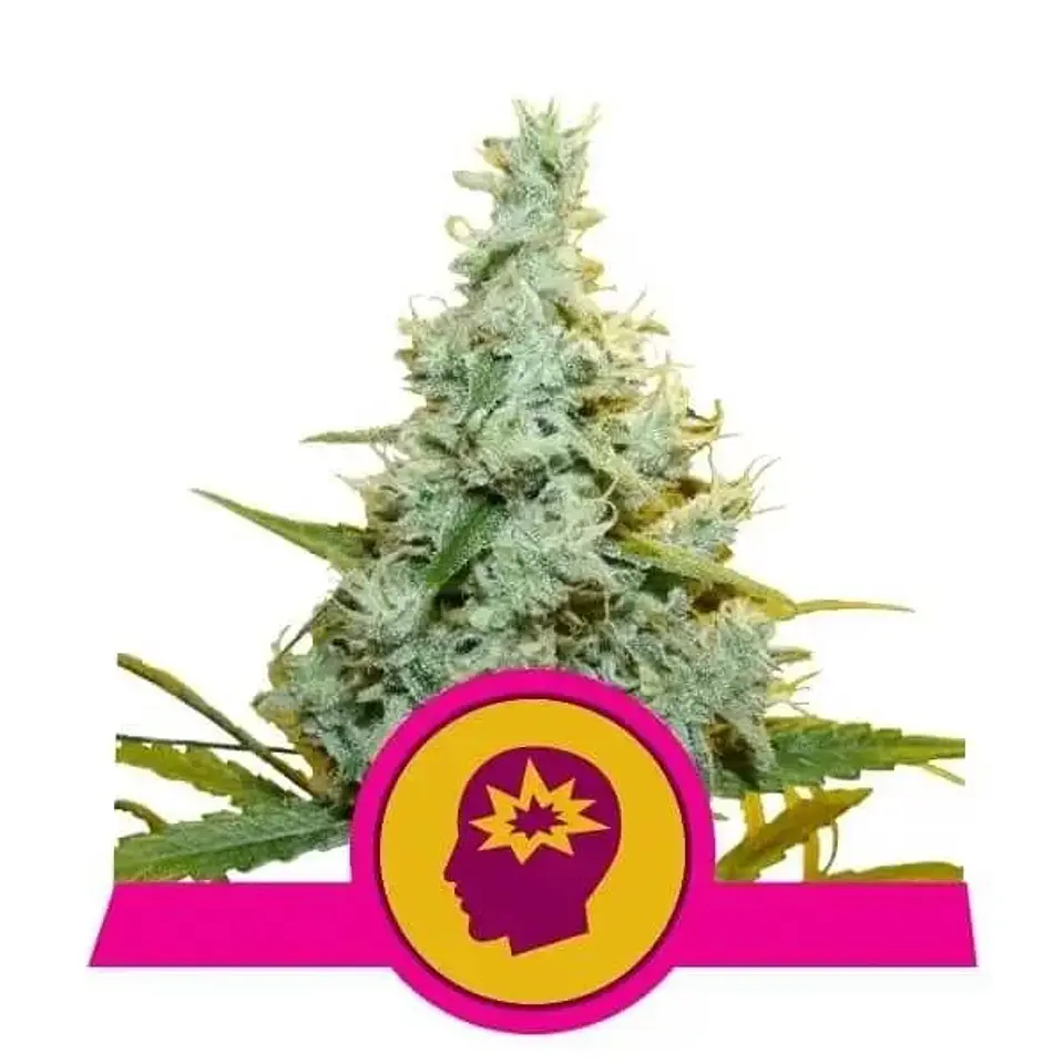 Amg Fem -Royal Queen Seeds (X10/X3/X1) 2