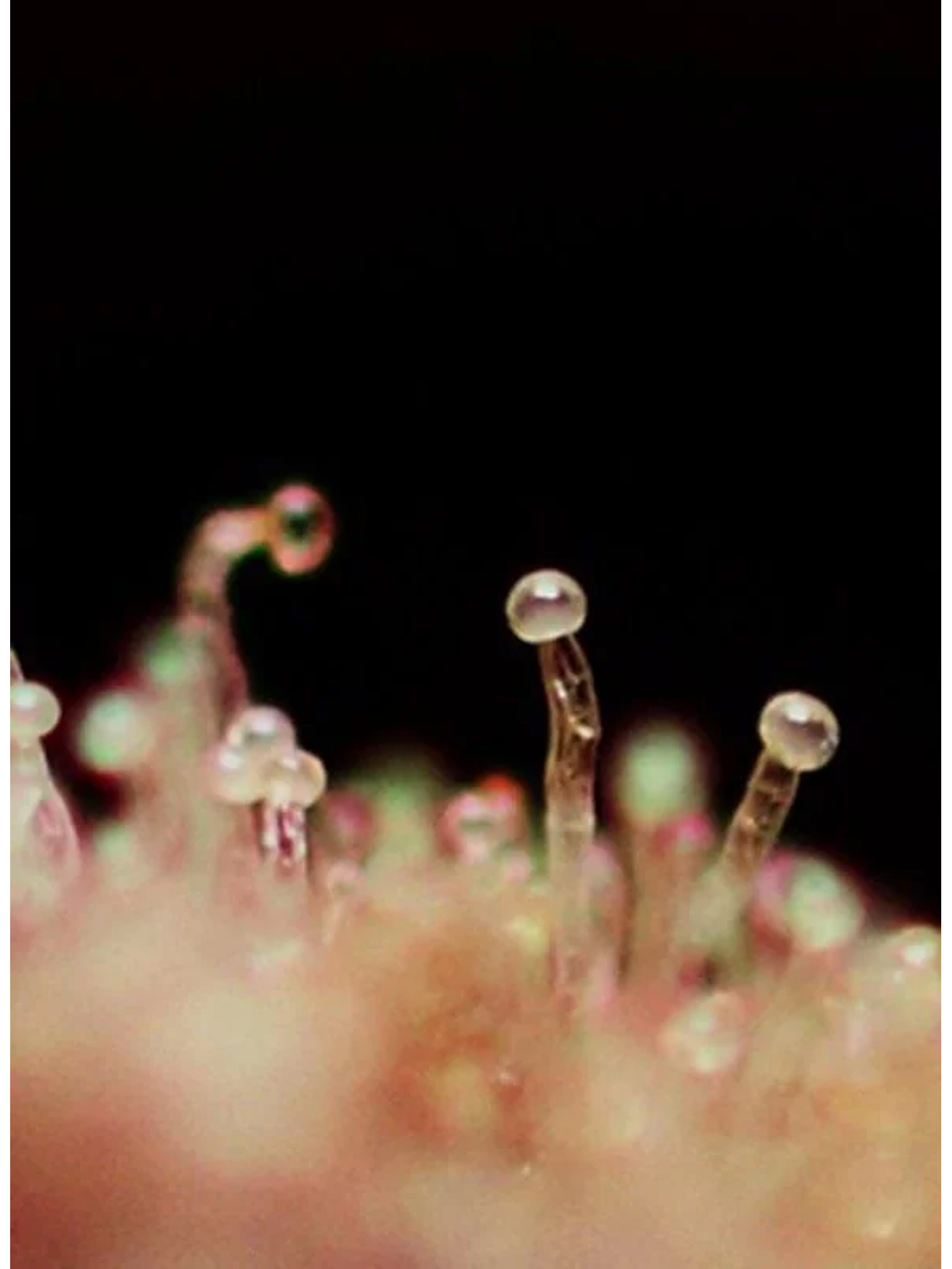 Cream Caramel Auto® -Sweet Seeds (X100/X25/X5+2/X3+1) 13