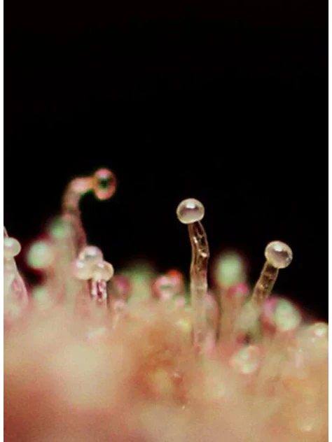Cream Caramel Auto® -Sweet Seeds (X100/X25/X5+2/X3+1) 13