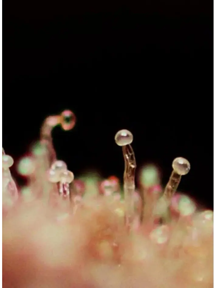 Cream Caramel Auto® -Sweet Seeds (X100/X25/X5+2/X3+1) 13