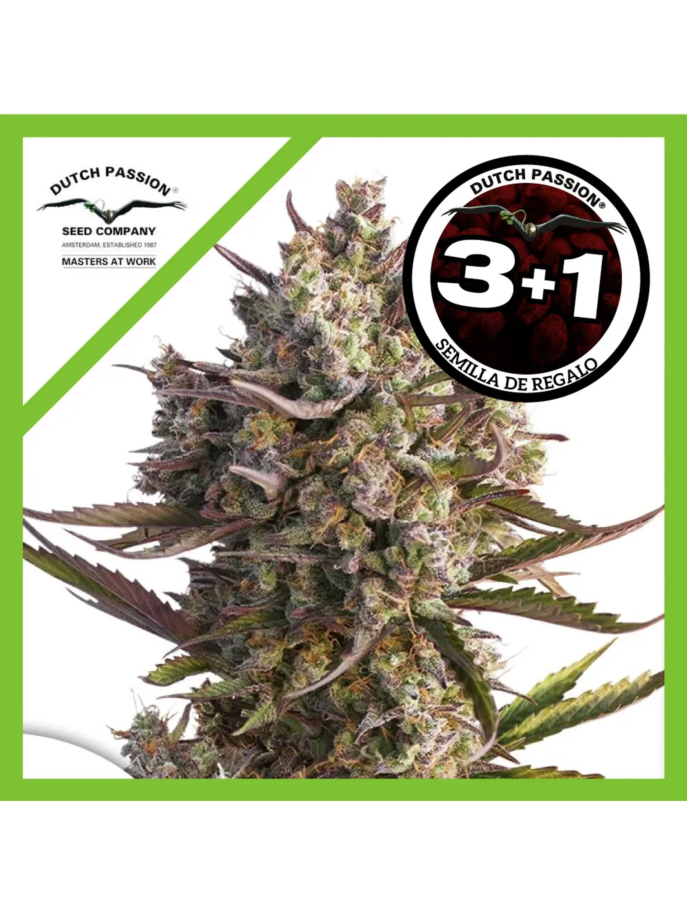 Blueberry Auto -Dutch Passion (X3/X3+1) 2