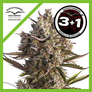 Blueberry  Auto X3-Dutch Passion