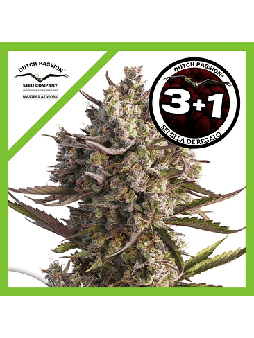 Blueberry  Auto X3-Dutch Passion 2