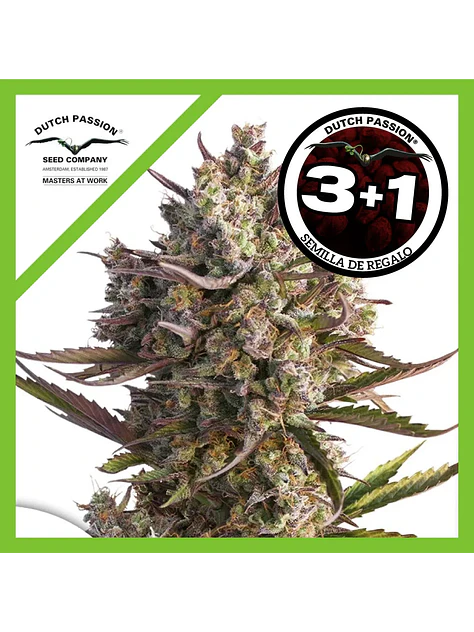 Blueberry Auto -Dutch Passion X3+1 2